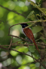 seychelles paradise flycatcher