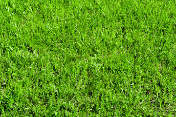 Beautiful background of green grass, summer day