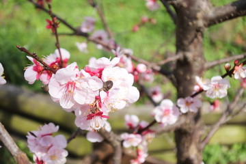 Fototapeta na wymiar plum flowers in Japan