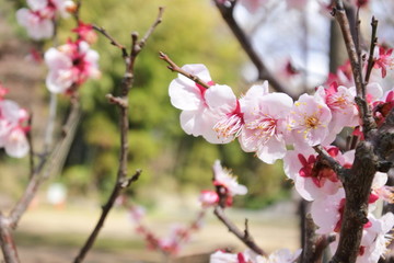 plum flowers in Japan
