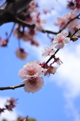 plum flowers in Japan