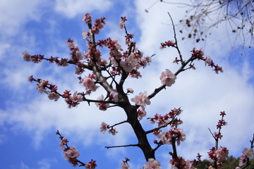 plum flowers in Japan