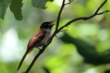 seychelles paradise flycatcher