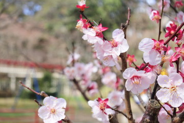 plum flowers in Japan