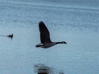 Oie bernache en vol à la Base de Loisirs de Verneuil sur Seine dans les Yvelines en France