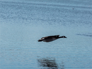Oie bernache en vol à la Base de Loisirs de Verneuil sur Seine dans les Yvelines en France