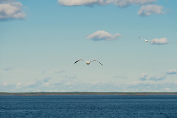 Naklejka premium Sea gull soars in the sky above the sea