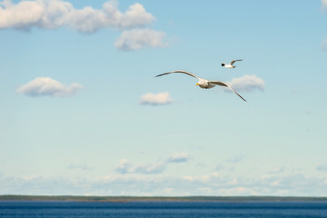 Sea gull soars in the sky above the sea