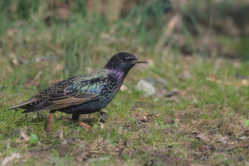 Portret szpaka © Tomek Kiecana