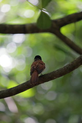 seychelles paradise flycatcher