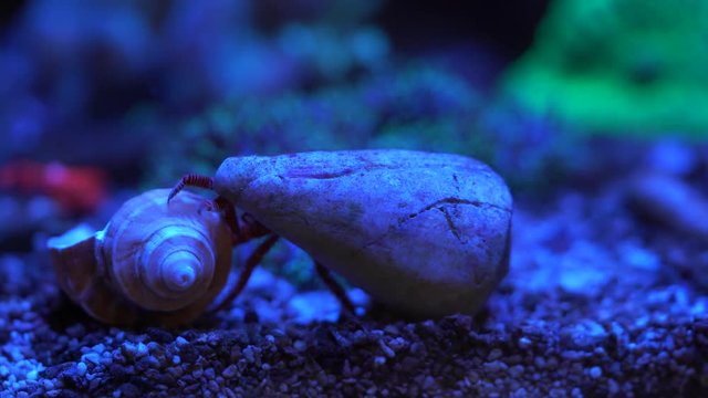 hermit crab inspecting a shell before changing 