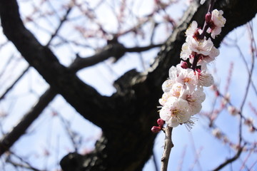 plum flower in Japan