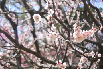 plum flower in Japan