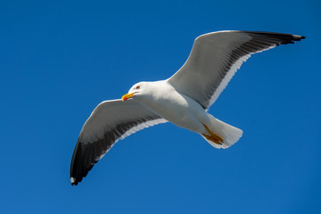Obraz premium Sea gull soars in the sky above the sea