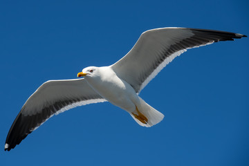 Naklejka premium Sea gull soars in the sky above the sea