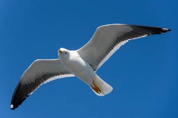 Sea gull soars in the sky above the sea
