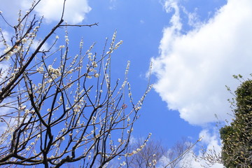 plum flower in Japan