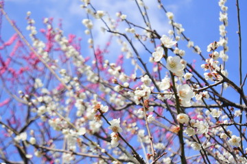 plum flower in Japan