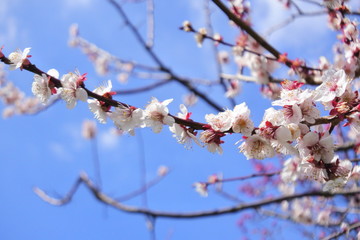 plum flower in Japan