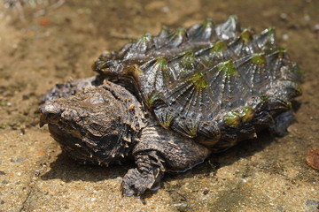 Alligator snapping turtle near the pool