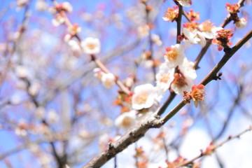 plum flower in Japan