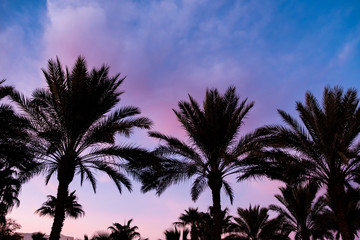 Fototapeta na wymiar beautiful sunrise / sunset on a background of palm trees