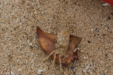 crab on the beach