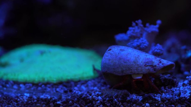 hermit crab inspecting a shell before changing 