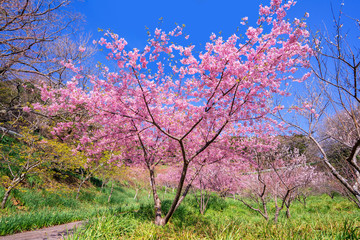 Fototapeta premium 満開の河津桜