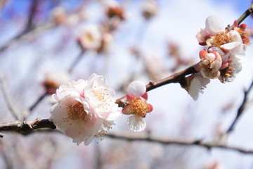 plum flower in Japan