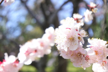 Obraz premium cherry blossoms in Japan