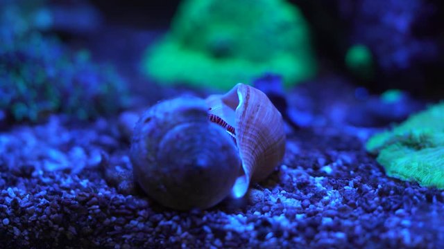 hermit crab inspecting a shell before changing 