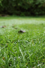 water dew drop on green grass garden