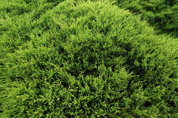 green pine tree in nature