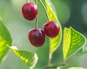 ripe cherry berries on a branch in green foliage