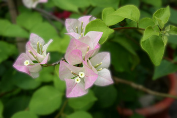 Obraz na płótnie Canvas pink and white bougainvillea soft flower in public garden Thailand