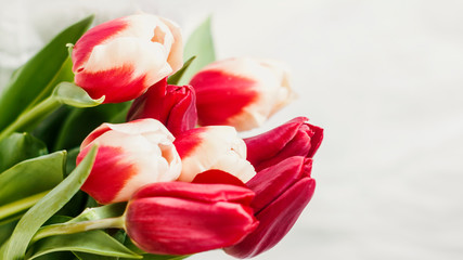bright bouquet of red with white tulips for congratulations