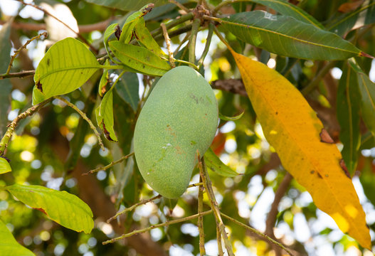 Mango on the tree size is appetizing.