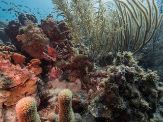 Fototapeta na wymiar Seascape of coral reef in the Caribbean Sea around Curacao at dive site Mako's Mountain with various corals and sponges