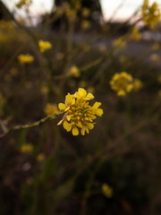 yellow flowers