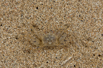 sand crab on beach