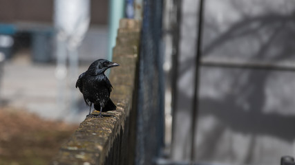 Obraz premium Raven siedzi na ścianie