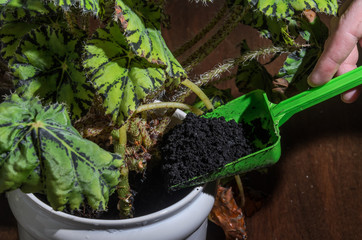 The man transplants potted plants in the pot
