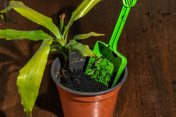 The man transplants potted plants in the pot