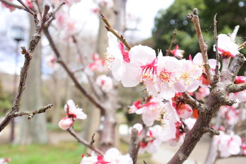 cherry blossoms in Japan