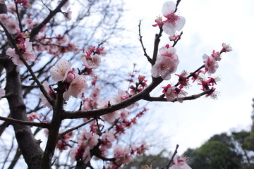 cherry blossoms in Japan
