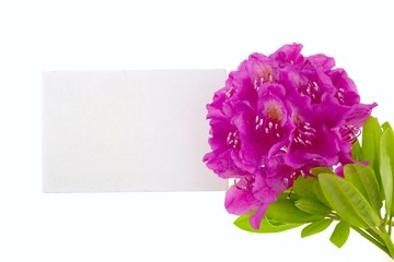 Rhododendron flower. Flower frame.Flower card. pink rhododendron flower and a  white place for text isolated on white background.top view, copy space.