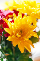 Fototapeta premium Close up of chrysanthemums