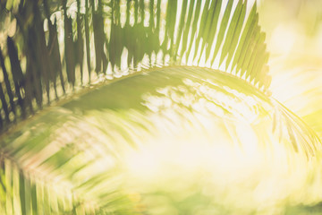 Blurred green tropical palm background with bokeh. Summer background.