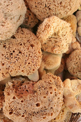 Sponges for Sale 
